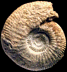 Procerites (Procerites) tmetolobus (M)