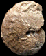 Oxycerites limosus (M)