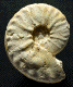 Gauthiericeras nouelianum