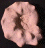 Mammites nodosoides