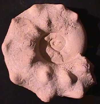 Ammonites et aliae spirae II - Mammites nodosoides