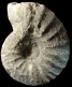 Pachydiscus (Pachydiscus) perfidus