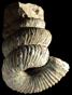Bostrychoceras polyplocum
