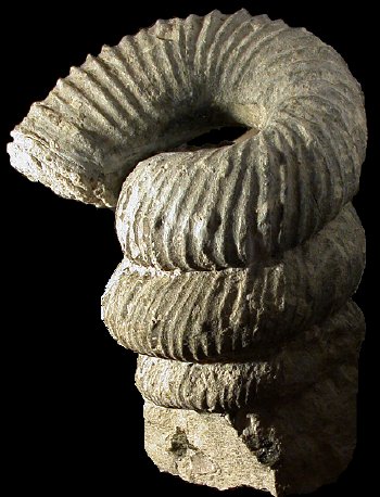 Ammonites et aliae spirae II - Nostoceras (Bostrychoceras) polyplocum polyplocum