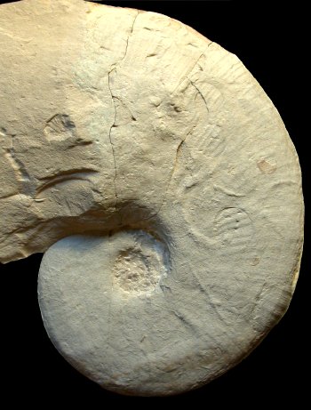 Ammonites et aliae spirae II - Pseudophyllites indra