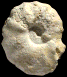 Spathites (Jeanrogericeras) gr. reveliereanus