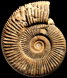 Perisphinctes (Dichotomoceras) stenocycloides (m)