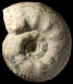 Gravesia gigas gigas (M)
