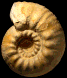 Gravesia gigas intermedia (M)