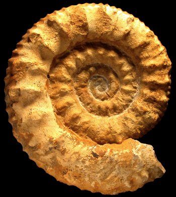 Ammonites et aliae spirae II - Collotia fraasi