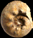 Orthaspidoceras lallierianum