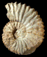 Deshayesites consobrinus