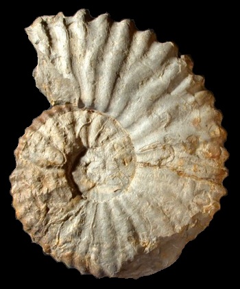 Ammonites et aliae spirae II - Deshayesites consobrinus