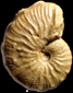 Taramelliceras tarkowskii (M)