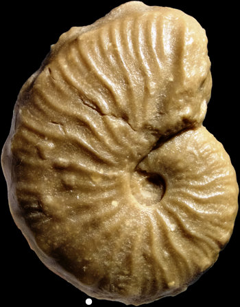 Ammonites et aliae spirae II - Taramelliceras tarkowskii