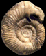 Procerites (Siemiradzkia) stephanovi (m)