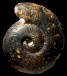 Morphoceras macrescens (M)