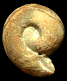 Bullatimorphites (Kheraiceras) bullatus (M)