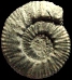 Aulacostephanus autissiodorensis (M)