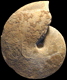 Oxycerites orbis (M)