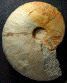 Barremites difficilis