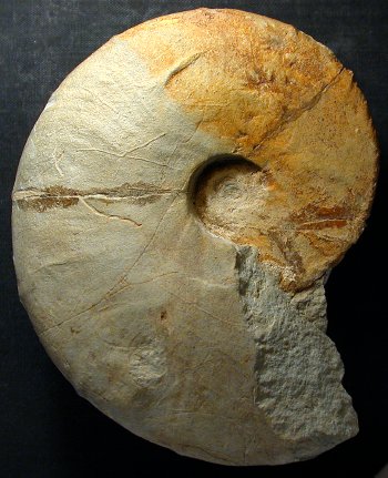 Ammonites et aliae spirae II - Barremites difficilis