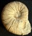 Holcodiscus sp.