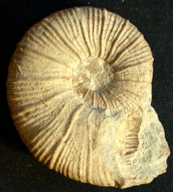Ammonites et aliae spirae II - Holcodiscus sp.
