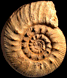 Reineckeia (Reineckeia) anceps anceps