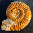 Reineckeia (Reineckeia) anceps anceps