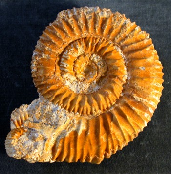 Ammonites et aliae spirae II - Reineckeia (Reineckeia) anceps anceps