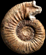 Indosphinctes (Elatmites) sp. (m)
