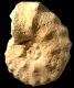 Mammites nodosoides