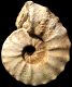 Gauthiericeras margae