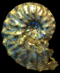Schloenbachia coupei  forma nodulosa-coupei