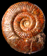 Podagrosites pseudogrunowi