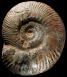 Hammatoceras speciosum