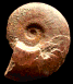 Esericeras eseri (M)