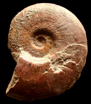 Ammonites et aliae spirae II - Esericeras eseri