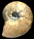 Orthaspidoceras lallierianum juv.
