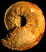 Cardioceras cordatum var. tenuicostatum (M)