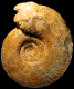 Hammatoceras insigne