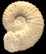 Mantelliceras saxbii (M)