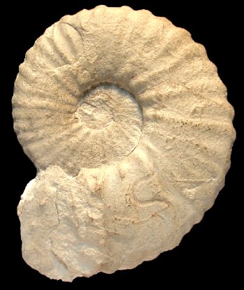Ammonites et aliae spirae II - Mantelliceras saxbii
