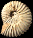Mantelliceras dixoni (M)