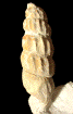 Turrilites scheuchzerianus (M)
