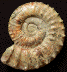 Peltoceratoides williamsoni morphe constantii (M)
