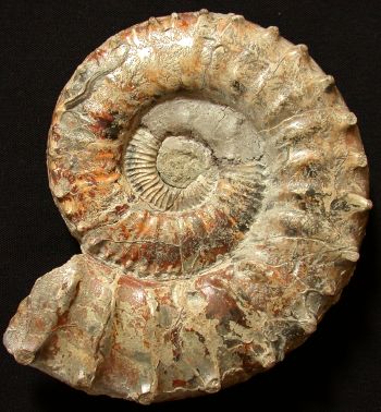 Ammonites et aliae spirae II - Peltoceratoides williamsoni  morphe constantii
