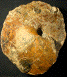 Cardioceras sp. (M)