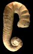 Audouliceras sp.